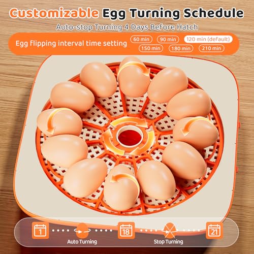 Incubators for Hatching Eggs Automatic Egg Incubator with Temperature Control Humidity Display 12 Egg Capacity for Chicken Duck Goose Eggs Digital Display Auto Turner 360° View (Orange Yellow) - color: Orange Yellow