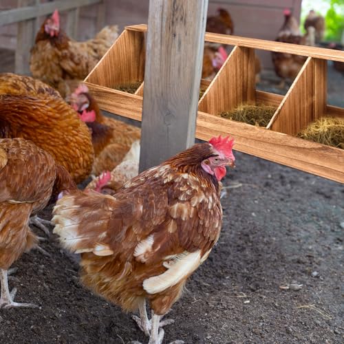 CroBlissful Chicken Nesting Boxes, Chicken Laying Boxes Coop Accessories Roosting Laying with Liners Large Bedding for Hens Birds Duck Coop Poultry Habitat Supplies(4 Compartment)