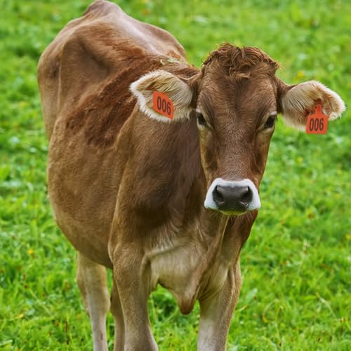 Cattle Ear Tags 101-200 Numbered Large Plastic Livestock, Orange | L3'' x W 2.5'' For Sheep Calf Goat Pig,Animal Id Tags For Ranch & Farm Herd Tracking, Laser Print Clear Numbers,Copper Head - color: Orange, size: 101-200