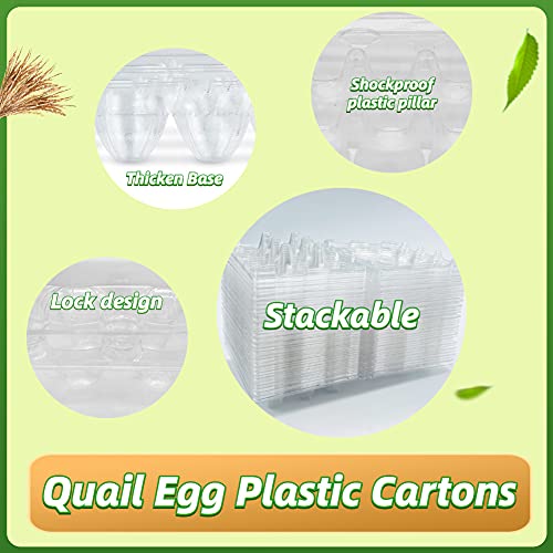 50 Pcs Quail Egg Cartons,12 Grids Small Egg Storage Holders,Quail Eggs Bulk Carton Trays for Small Eggs,Quail,Pheasant,Pigeon Eggs