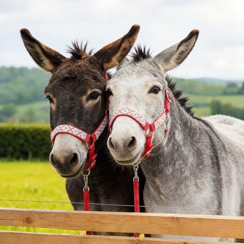 1 Set Mini Donkey Halter with Lead Rope Adjust, Red | Nylon Head Collar, Cute and Stylish, for Miniature Donkey and Small Equines, Farm Ranch Pasture Outdoor, Gingham Plaid Trim - color: Red