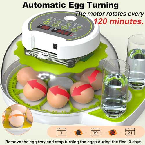 Egg Incubators for Hatching Eggs, 8/30 Chicken Egg Incubator with Automatic Egg Turning, Temperature Control & Humidity Display, Egg Candler, Home Use for Chicken, Duck, Quail - 2 Egg Trays Green - color: Green