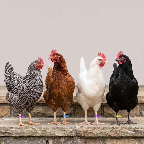 120Pcs Leg Bands for Chickens, Numbered Chicken Leg Bands 1-120 | 6colors(20 Each),Numbered 1-120.Pp Plastic,Self-Locking,Fluorescent.For Poultry Tracking,Chickens