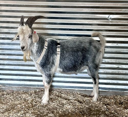 Asatre Adjustable Lined Hemp Goat Harness, Sheep, Livestock Durable Multi-Clasp Livestock Gear, Comfortable Farm Pet Accessory (Large) - size: Large