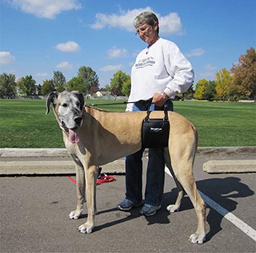 GINGERLEAD Dog Sling Hip Lift Support Harness, Tall Female, Made in USA | Fits Tall, Lean Dogs like Greyhounds or Great Danes, Padded Mobility Aid, Help Pets Walk or Balance, Machine Wash & Dry - size: Tall - Female