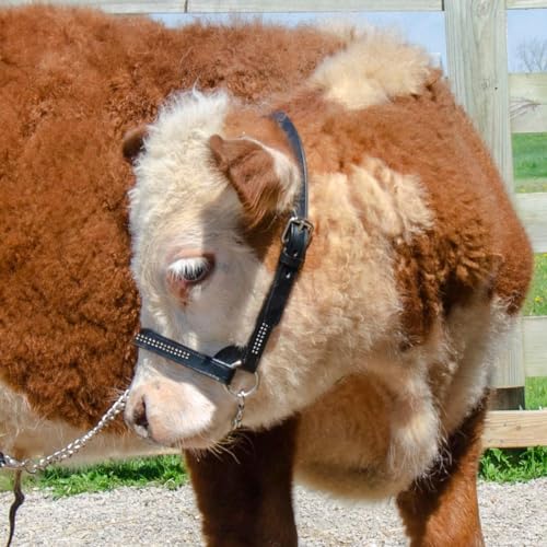 Derby Originals New and Improved Premium Crystal Bling Rhinestone Inlay Flat Leather Cattle Show Halter with Matching Chain Lead - color: Black, size: Large (950lbs-1500lbs)