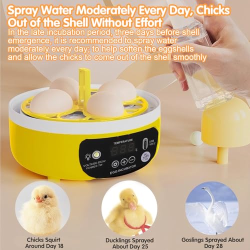 Tissting 4-Egg Mini Incubator with Transparent Lid | 7W Power & Humidity Control | Clear Viewing Window | Manual Egg Turning | for Chicken, Duck, Quail, Pigeon(Manual Turning) - color: 4 Eggs Manual Turning