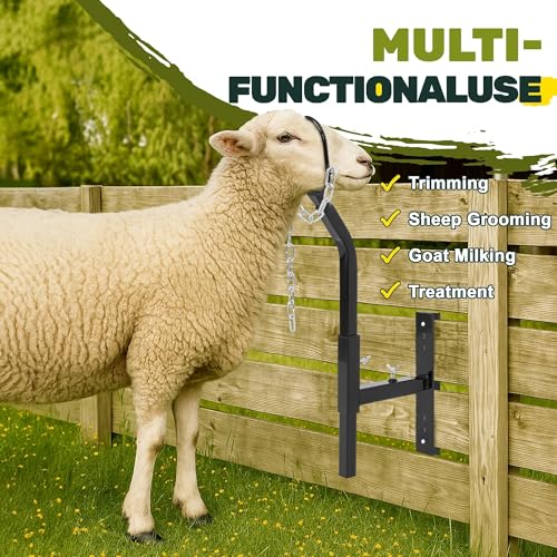 Steel Livestock Gate Attachment Nose Loop Headpiece - Height&Width | Adjustable, Powder-Coated & Galvanized, for Sheep & Goat Trimming, Grooming, Milking