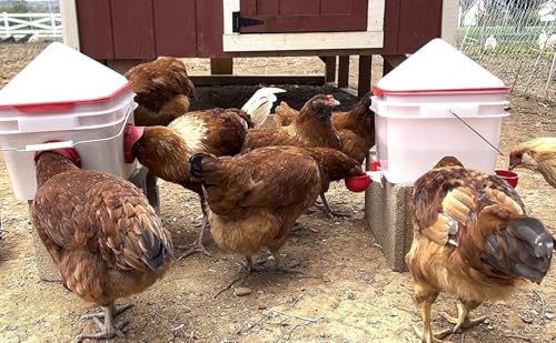 RentACoop Chick2Chicken 10lb Feeder & 2 Gal Waterer Set - 2025 Version - size: Without Stand