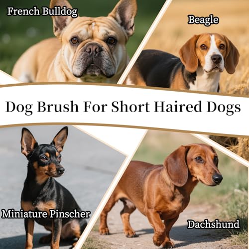 Soft Boar Bristle Dog Brush for Short Haired, Ideal Pet Hair Brush | Gentle Deshedding & Grooming Tool, Puppy Essentials for Grooming and Shedding