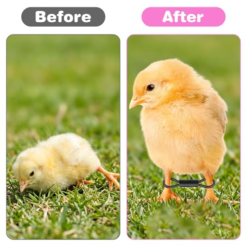 50Pcs Baby Chicken Leg Bands Splay Leg Hobble Brace, Adjustable | Poultry Leg Bands Quail Leg Bands for Newborn Spraddle Legs of Chick Bird Quails Ducks of 1 to 3 Days Newly Hatched