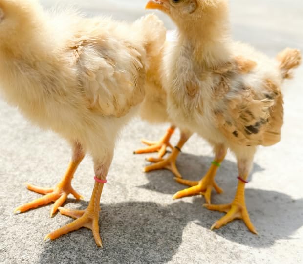 100PCS Baby Poultry Leg Bands, Soft Elastic Chicken Leg Rings for Identification, Comfort Fit for Chicks Ducklings Bantams Pigeons Parrots Canaries and Small Birds (Large (Size 5) 5/16”) - size: LARGE (Size 5)5/16”