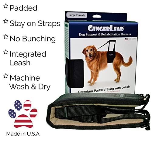 GINGERLEAD Dog Support Sling Rear Harness, Large Female, Machine Wash & Dry | Padded Rear Lift, Integrated Leash, Assist Senior K9s or Recovery from Knee/TPLO, Hip or Back Surgery, Made in U.S.A. - size: Large - Female