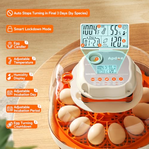 APDOE Egg Incubators for Hatching Eggs, Temperature and Humidity Control, Automatic Egg Turning, Egg Candler, External Water Bottle, Air Vent, for Chicken, Duck & Quail Eggs, 12 Eggs + 30 Quail Eggs - color: White + Orange, size: 12 Eggs