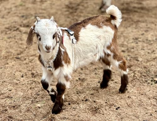 Goat Harness, Asatre Adjustable Lined Hemp Goat or Sheep, Small to X-Large,Livestock Halter, Durable Multi-Clasp, Eco-Friendly Livestock Gear, Comfortable Farm Pet (Small) - size: Small