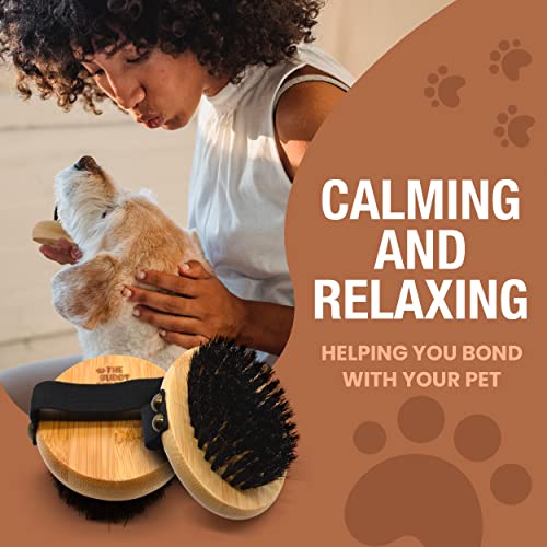 The Buddy System - Pet Close Brush, Oval Palm Brush with Boar Bristles | Dog & cat grooming brush for shedding, massage, healthy coat, and pet hair care. Fits in your palm for daily grooming - color: Boar Bristle