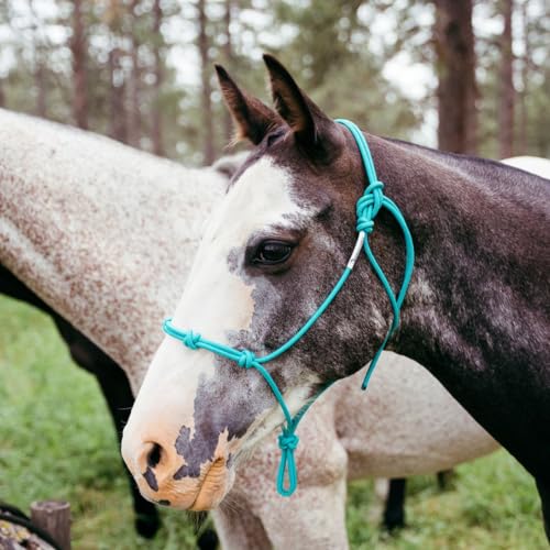 Four Knot Rope Halter and 12 Foot Lead Rope Training Set (Purple, Standard) - color: Purple, size: Standard