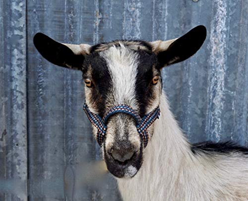 Goat Halter, S M L, XL, XL Buck, Made in USA, 23 Colors, Figure 8, Small, Medium, Large, Extra Large, Sheep Buck doe Kid Livestock (Royal Blue, X Large)