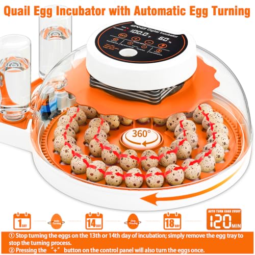 Quail Egg Incubator with Automatic Turner and Humidity Control | Quail Incubators for 40 Hatching Eggs,Outdoor Poultry Egg Incubator, Suitable for Parrot Canary and Other Bird - color: Orange