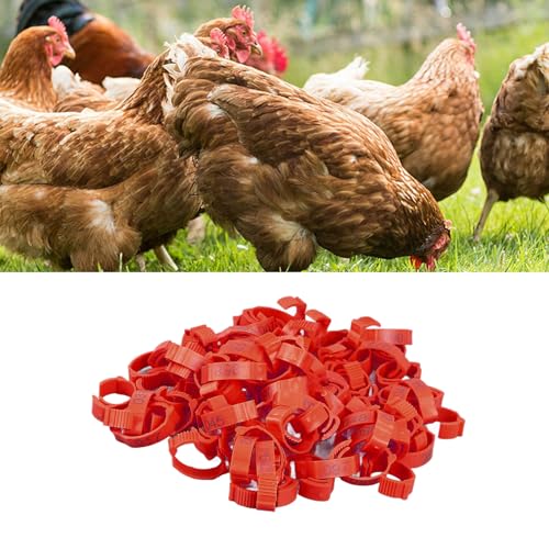 100Pcs Chicken Leg Rings,Bright Color Chicken Identification Bands Clip On Plastic Numbered Poultry Leg Bands for Birds Ducks Goose Gamefowl (100Pcs Red Rings with Number Markers)