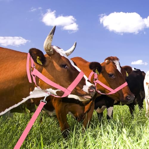 M METERXITY 2-Pack Adjustable Cattle Cow Calf Halter, 15.74"-19.68" Nylon Livestock Cow Halter with Leading Rope for Miniature Horse/Donkey/Goat/Cattle [Red/Black]