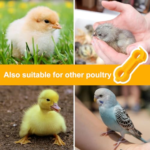 Gosknor 15pcs Chicken Leg Bands, Baby Chick Splay Leg Hobble Chicken Leg Bands Poultry Leg Ties Chicken Ties Chicken Hobble Braces for 1 to 3 Days Old Newborn Chicks Birds