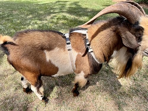 Asatre Goat Harness - Adjustable Soft Padded Livestock Harness – X-Large - size: X-Large