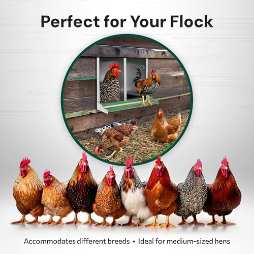 2-Compartment Reverse Roll Away Chicken Nesting Box for 10 Hens, Classic | Exterior Egg Collection, Clean & Protected Eggs, Removable & Washable Trays, Weatherproof Galvanized Steel, Well Ventilated
