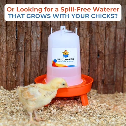 Lil'Clucker 1L Chick Feeder, 1.5L Chicken Waterer - No Leakage Chick Feeder and Waterer Kit, Hanging Baby Chick Waterer, Durable Chicken Water Feeder, Chicken Feeder and Waterer Set, Poultry Waterer - color: Orange