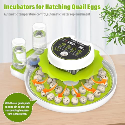 40 Quail Egg Incubator with Automatic Egg Turning Humidity Control Eggs | Large Capacity Quail Brooder Poultry Incubators, Also for Parrot, Dove, Canary and Other Birds - color: Green