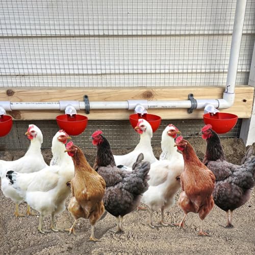 36PCS Chicken Waterer PVC Tee Fittings for Threaded Poultry Nipples Chicken Water Drinker and Feeder Cups, Fully Automatic Poultry Waterers