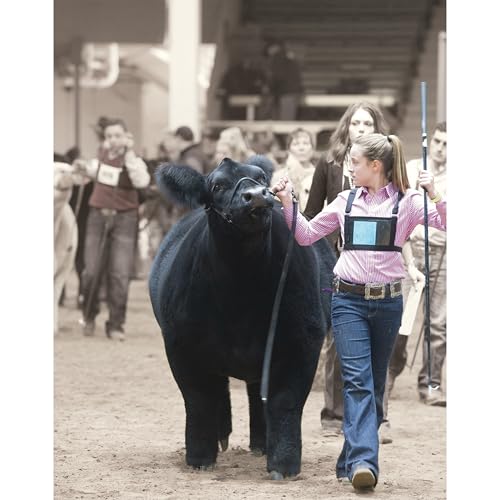 Weaver Livestock Leather Magic Show Cattle Halter, Adjustable, Modern Style Cow Calf Halter, Livestock Handling Equipment for Showing, Black