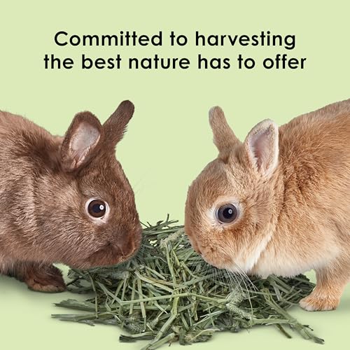 Kaytee Timothy Hay, High Fiber for Rabbits, Guinea Pigs, 48 Ounces | Supports digestive health. Hand-selected rabbit hay. Guinea pig hay, chinchilla hay, pesticide free - size: 12 Pound (Pack of 1)
