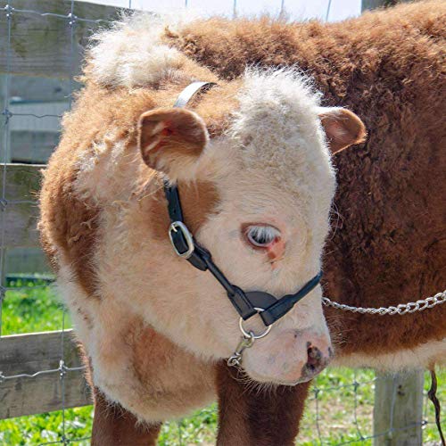 Derby Originals New and Improved Premium Round Rolled Leather Cattle Show Halter with Matching Chain Lead - color: Black, size: Large (950lbs-1500lbs)