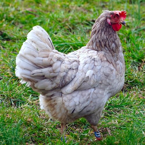 Chicken Shoes Gamefowl Rooster Supplies Rooster Booster Chicken Boots Mitt para Gallos Hen Gamefowl Supplies Fighting Protection 2 Pairs Bule and Red - color: Bule and Red