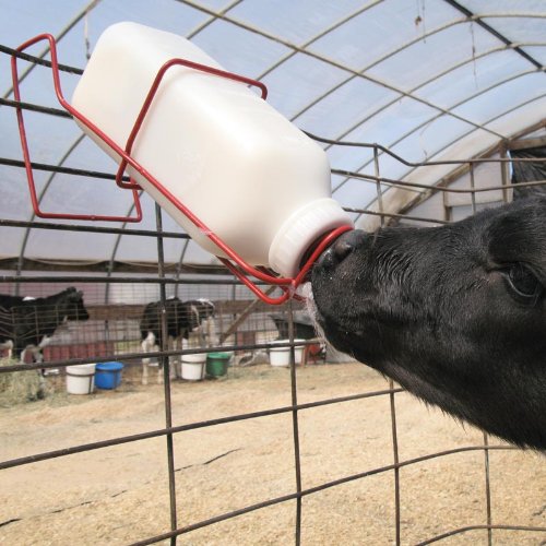 Nursing Bottle w/Snap-on Calf Nipple - 2 Quart