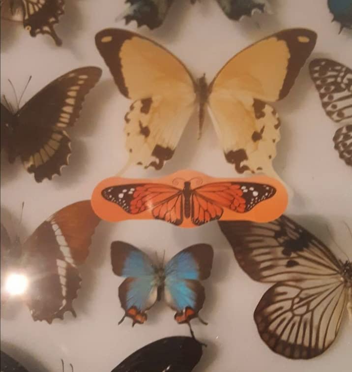 Butterfly Hugs - Premium Adhesive Butterfly Bandages from Hug-a-BooBoo, The Amazing Butterfly Bandages that Hug! Pretty Colorful Butterfies 24 Count Box - size: 24ct, style: Butterfly Hugs