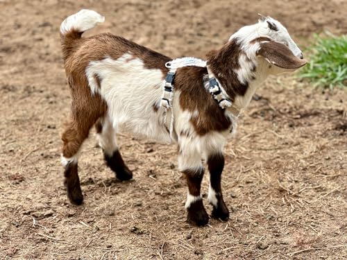 Goat Harness, Asatre Adjustable Lined Hemp Goat or Sheep, Small to X-Large,Livestock Halter, Durable Multi-Clasp, Eco-Friendly Livestock Gear, Comfortable Farm Pet (Small) - size: Small