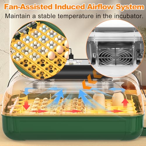 125 Egg Incubator for Hatching Eggs with Automatic Egg Turning | Temperature & Humidity Display, Hatch Day Countdown, Egg Candler, Quail Egg Incubator for Chicken, Dove and Other Birds - size: M- 196 Quail Eggs
