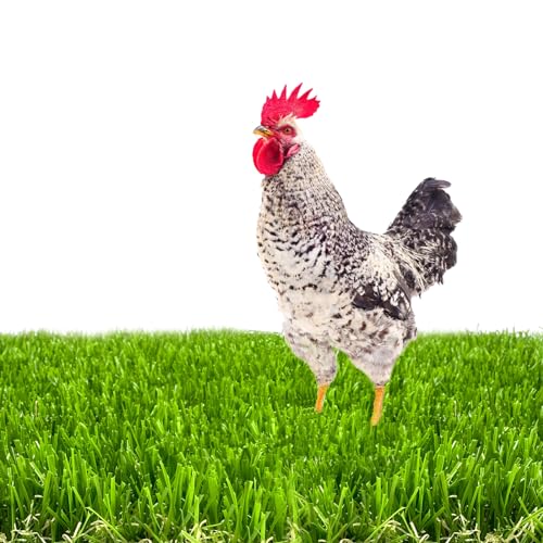 8 Pack Washable Chicken Nesting Box Pads for Laying Eggs, Artificial Grass Nesting Pads for Chicken Coop, Nesting Box Liners Bedding for Hen Lawn Indoor Outdoor - 12"x12"1.2"