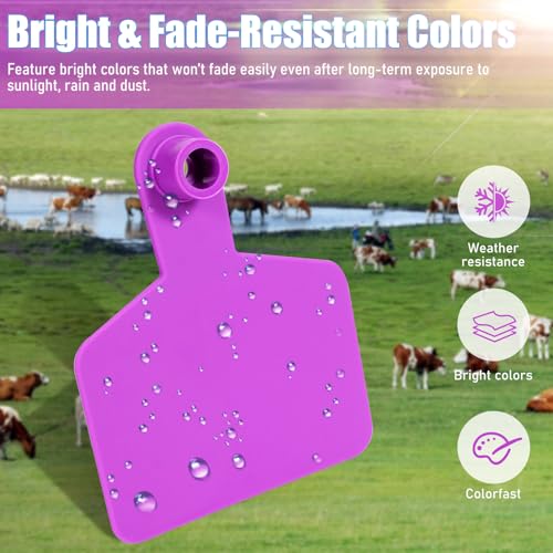 Blank Cattle Ear Tags 100 Pieces Livestock Identification Tags Blank Livestock Ear Tags for Cattle Cow Pig Goat Sheep Dog (Purple 3x2.5'') - color: Purple 3x2.5''