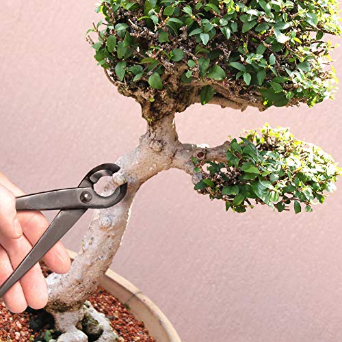 BambooMN Bonsai 8" Concave Cutter Tool - 1 Piece - color: 8" Concave Cutter, size: 1