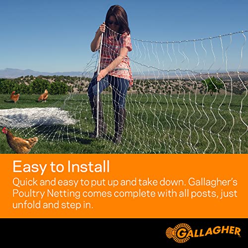 Gallagher 48" x 82' Electric Poultry Netting | Highly Conductive Braided Electric Chicken Fencing with Double-Spiked Fiberglass Posts | Electric Fencing for Backyards, Pastures, Farms and Homesteads