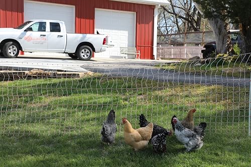 Gallagher 48" x 82' Electric Poultry Netting | Highly Conductive Braided Electric Chicken Fencing with Double-Spiked Fiberglass Posts | Electric Fencing for Backyards, Pastures, Farms and Homesteads