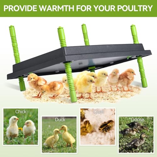 Chick Brooder Heater Plate for 40 Baby Chicks Ducks | 12" x 16" Brooder Heating Plate, Adjustable Height, 30W, 110V - size: 16.3"L x 12.0"W x 3.0"H