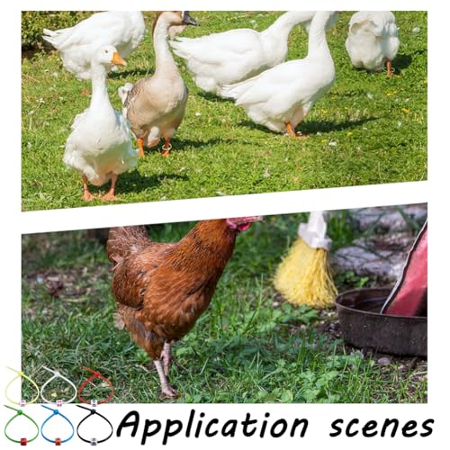 NBEADS 120 Pcs Adjustable Chicken Leg Bands, 6 Colors Nylon Cable Ties with 300Pcs Mixed Cube Acrylic Beads Poultry Identification Leg Rings for Turkey Duck Goose Bird Supplies 0.24x0.24x0.24 inch