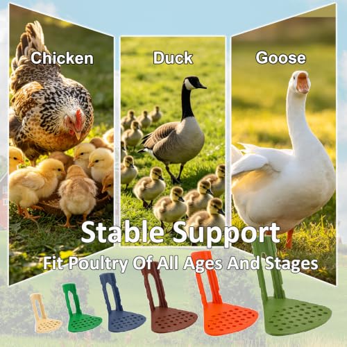 6 Sizes Chicken Leg Splint Set, Poultry Leg Brace for Chickens, Ducks & Geese, Bumblefoot, Curled Toes & Broken Legs Support Injury Recovery