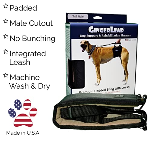 GINGERLEAD Dog Support Harness, Rear End Lift Sling, Tall Male, Made in USA | Fits Tall, Lean Dogs like Greyhounds or Great Danes, Padded Mobility Aid, Help Pets Walk or Balance, Machine Wash & Dry - size: Tall - Male