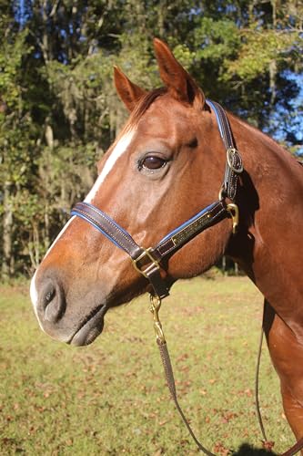 Leather Halter for Horses with Customized Engraved Name Plate Option Halter for Horse | Brown/Brass, Black/Brass, Black/Chrome Options - size: Weanling/Small Pony