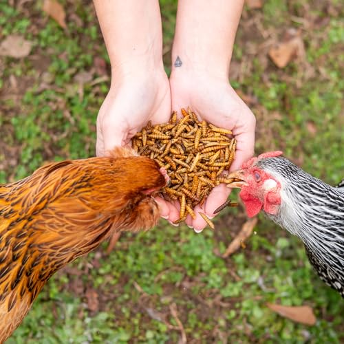 Black Soldier Fly Larvae for Chickens – High Calcium Chicken Treats for Strong Eggshells & Egg Production – Dried BSFL Grubs Poultry Feed for Ducks, Wild Birds & Backyard Flocks, 15lb - size: 15lb, style: Soldier Fly Larvae